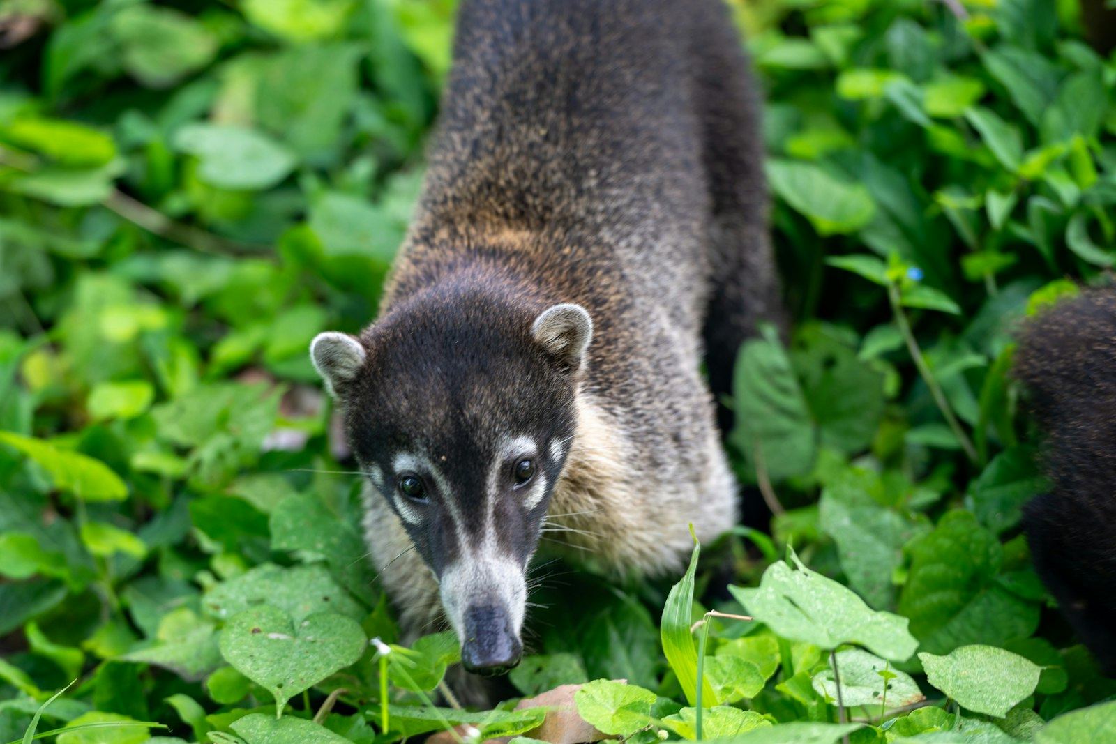 Coatí buscando alimento entre hojas verdes